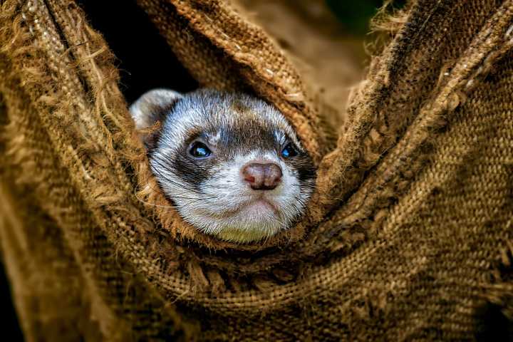 Man's (new) best friend: Slinky, swift and sweet, a furry ferret is a worthy household companion