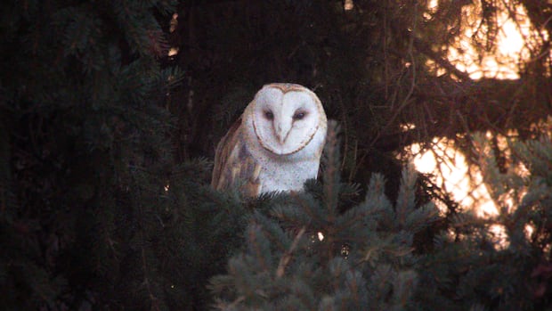 Endangered barn owl makes 'extremely rare' appearance in Calgary