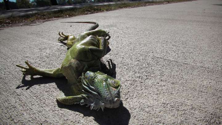 Arctic blast cold-stuns iguanas in Florida during record