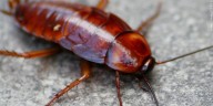 UK researchers receive $1 million to study cockroach control in affordable housing
