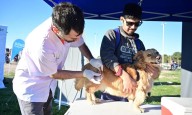 Veterinaria y Zoonosis: se suman jornadas de vacunación en barrios, desparasitación y antisárnicos