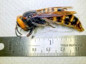 Father and son killed by swarm of 'murder hornets' on Asian vacation