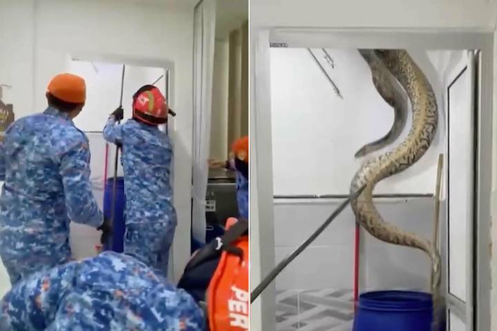 Massive Python Crashes Through Family's Ceiling and into Their Bathroom