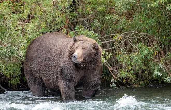 Oso sorprende a grupo escolar en sendero de Canadá y deja dos heridos críticos