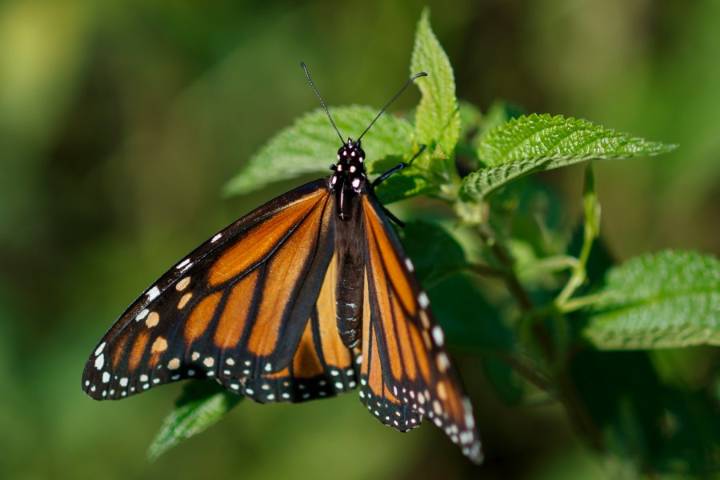 Monarch butterflies are dying on Texas roads as Trump threatens efforts to save them