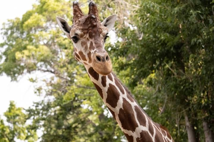 Garden City zoo mourns death of 16
