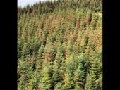 2021 heat dome left Rhode Island-sized damage in Oregon’s, Washington’s western forests