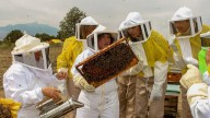 Este es el superalimento que puede salvar a las abejas: les permite criar hasta 15 veces más