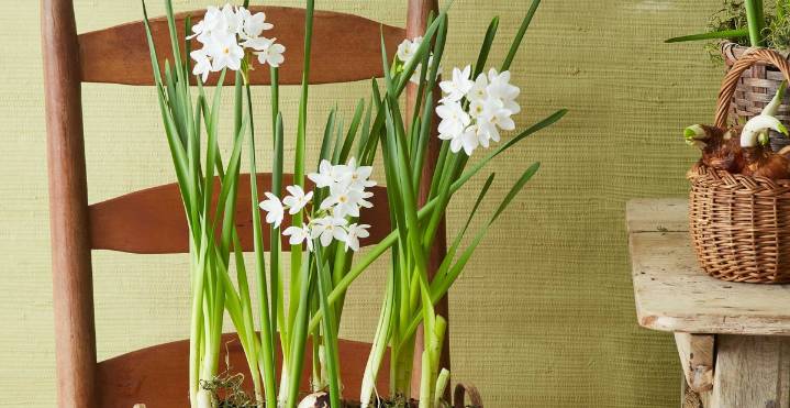 Plant Paperwhites Now for Beautiful Christmas Blooms