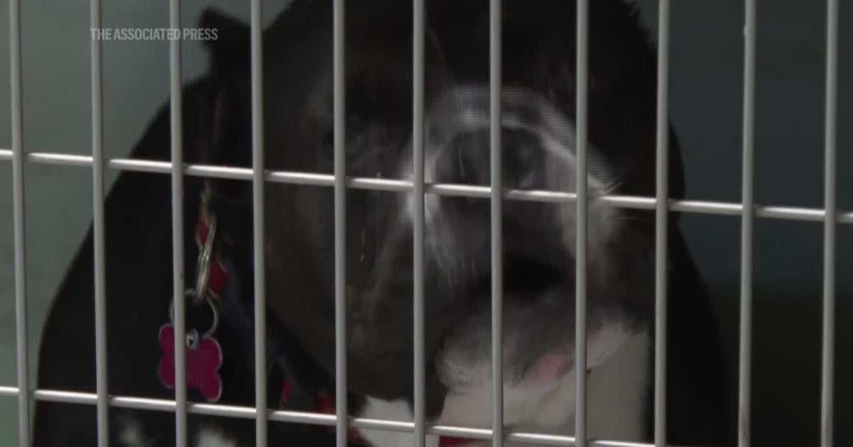 Feeding pets is also worrying SNAP families with benefits in doubt