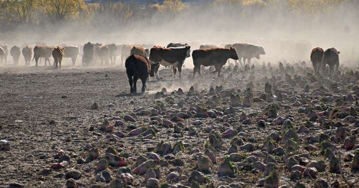 «Hace más daño que el puma»: la silenciosa problemática que suma preocupación en el campo de Neuquén