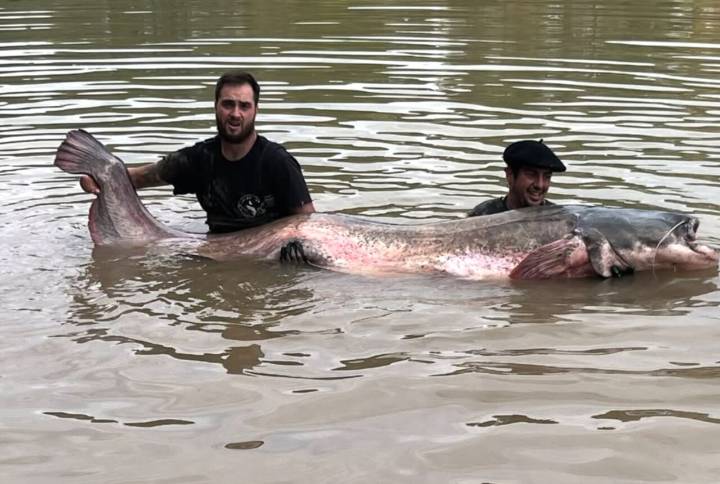 Este es el siluro más grande de la historia en España: pescado en el río Ebro, pesa 130 kg y tiene 3 metros
