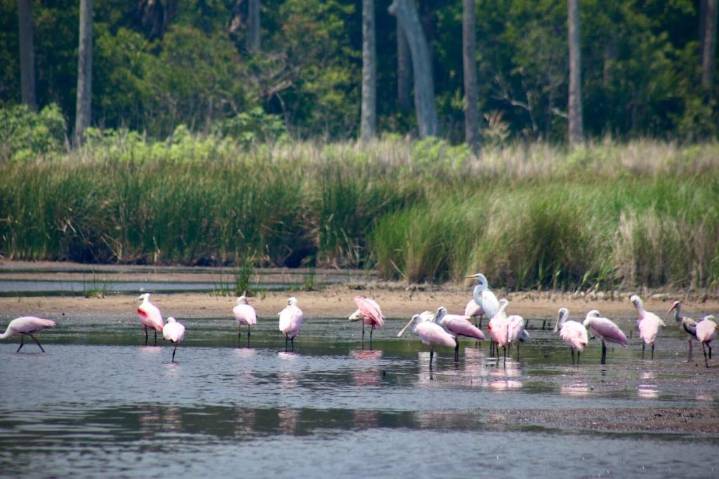 After ‘alarming’ Guana land swap idea, Florida lawmaker files bill for more transparency