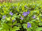 Grand Rapids lawn care company sold to Greenville tree service firm