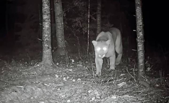 Cougar makes rare appearance in Manitoba