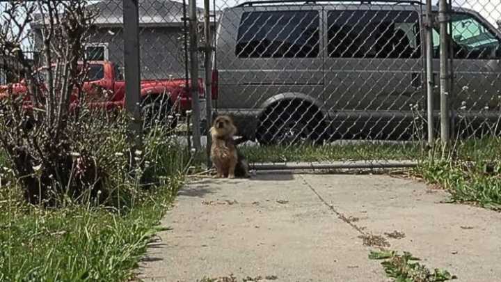 California Pup Left Behind On The Streets Finds Herself Cherished In A Way She Never Expected