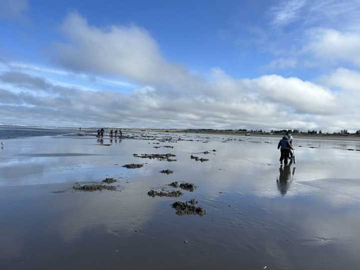 WDFW approves six days of coastal razor clam digs beginning Nov. 18