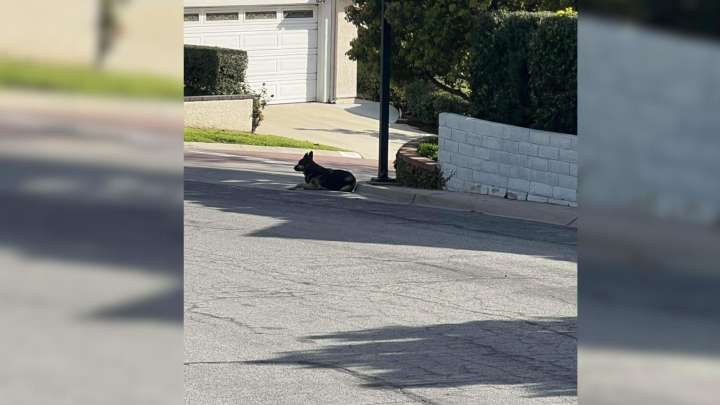 California Rescuers Find A Loyal Dog Still Waiting In The Spot She Was Abandoned