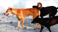 No more dog menace; stray dogs should be sterilised and sheltered, says Supreme Court