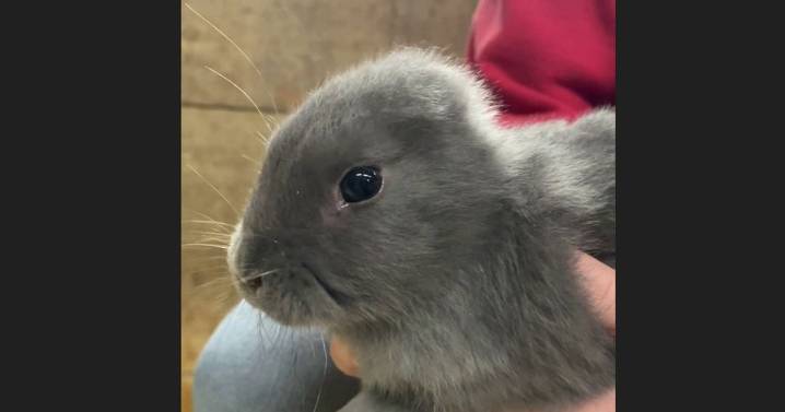 Meet the adorable bunny born in Bolton without any ears