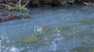 South Carolina: Harmful algal bloom detected in cove prompts advisory
