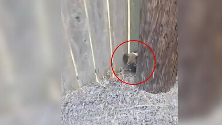 Texas Roadside Rescue Of A Puppy Takes A Twist When His Sibling Suddenly Appears