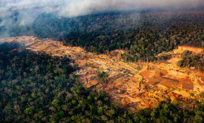 La relación entre deforestación amazónica y cambios en la coloración de las mariposas no es un fenómeno aislado: varios estudios en ecología evolutiva muestran que cuando los ecosistemas tropicales se