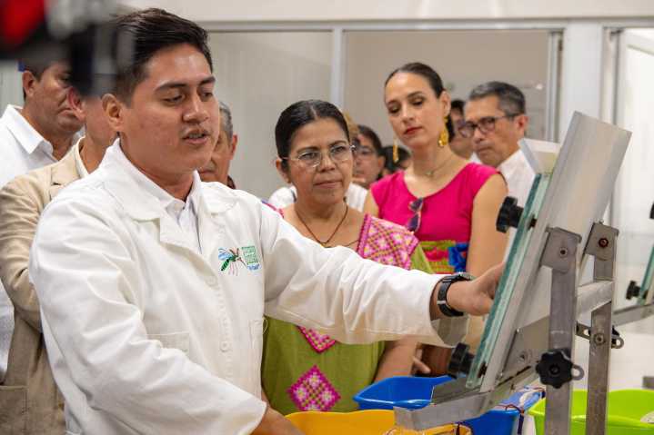 CRÍAN MOSQUITOS BUENOS PARA COMBATIR EL DENGUE