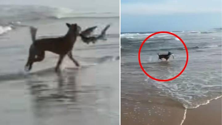 Dingo hunts shark in shallow waters off K’gari, Queensland