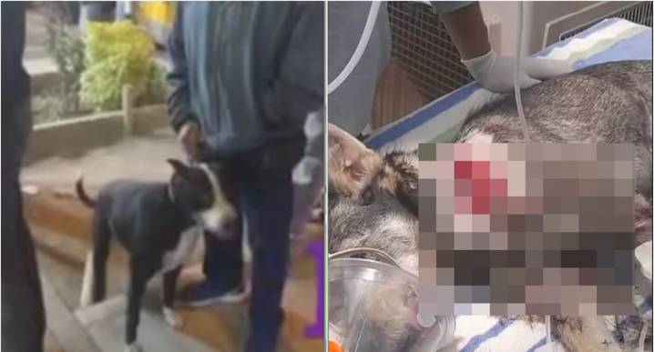 Ica: perro peligroso sin bozal ataca a mascota y le causa heridas en el cuello y piernas