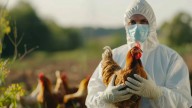 Estados Unidos reporta cepa de gripe aviar nunca antes vista en humanos