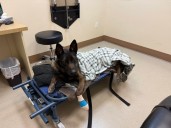 K9 officer gets needed operation at Las Vegas Veterinary Specialty Center