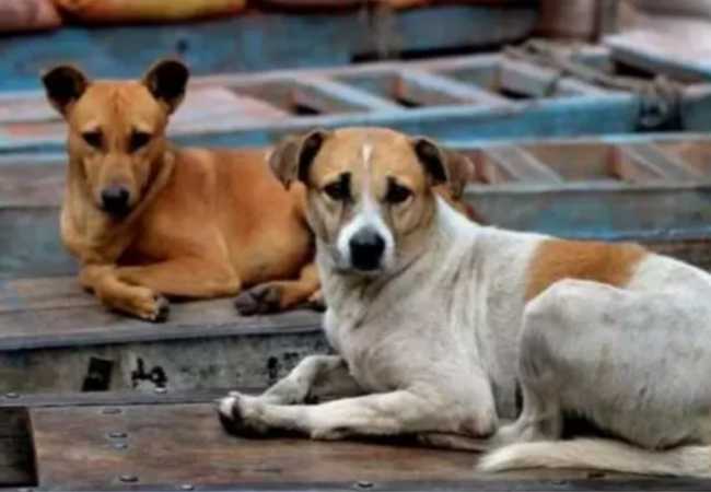 Rabid dog attacks 15 people in Karnataka’s Ilkal town
