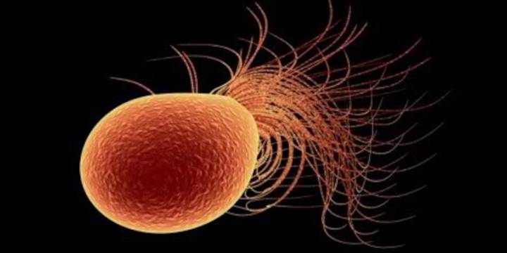 Cuál es el secreto de supervivencia de los organismos que habitan ambientes con temperaturas superiores a los 100 grados