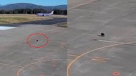 VIDEO: Un oso paraliza el tráfico aéreo en un aeropuerto de Japón