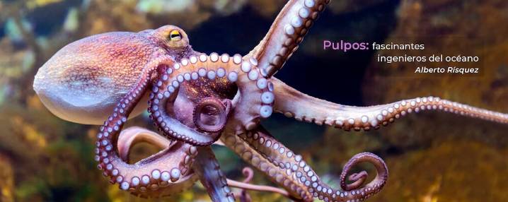 Pulpos: Fascinantes ingenieros del océano