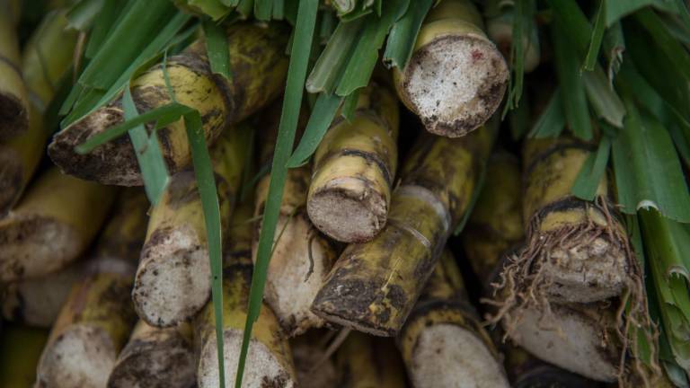 Gobierno de México impone aranceles de hasta 210% a importación de azúcar