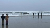 Beached humpback whale euthanized in Oregon
