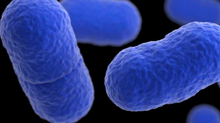 Listeria outbreak tied to prepared pasta dishes kills 6 : NPR