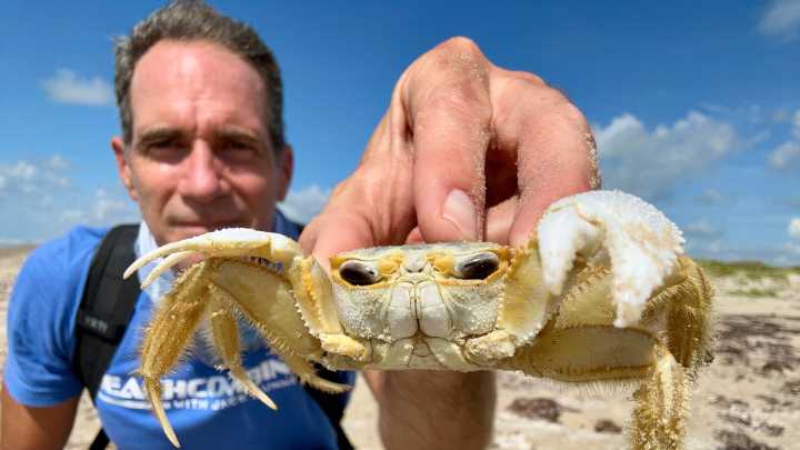 How beach conditions affect ghost crabs' burrows