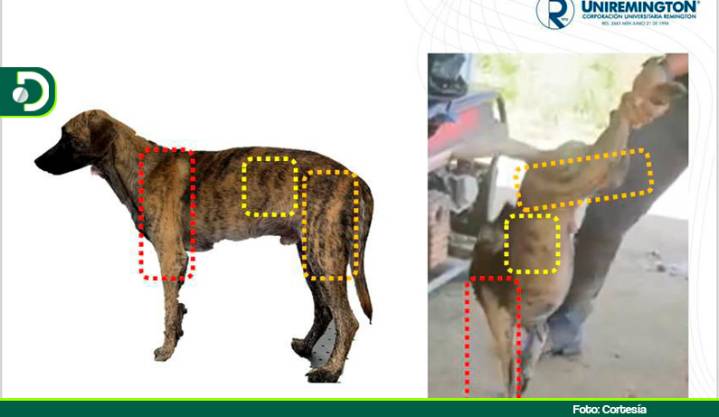 Confirman que el perro brutalmente golpeado en el video es el mismo que entregó su agresor en Yarumal.