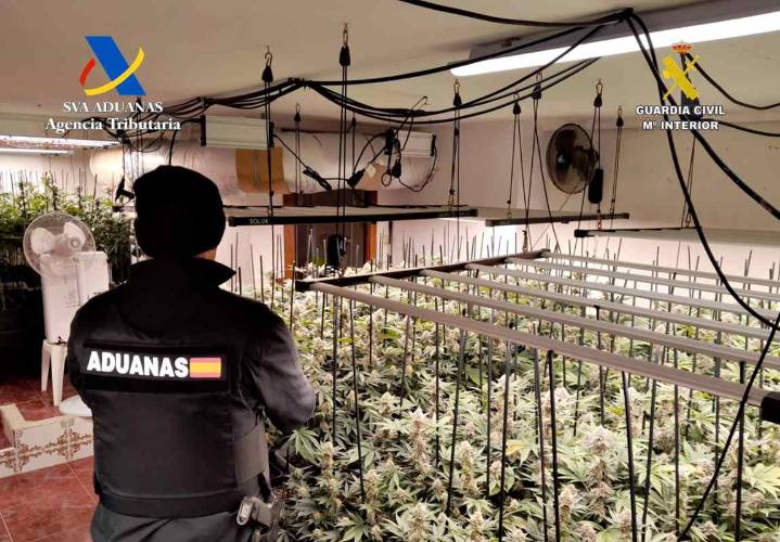 Hallan 612 plantas con 66 kilos de marihuana en una casa de un pueblo de Guadalajara