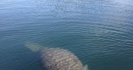 Manatee sightings in Louisiana prompt rescue effort