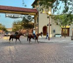 North Dakota horse owners warned of equine herpes outbreak