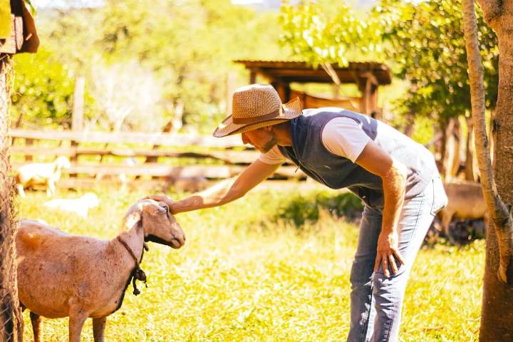 La diversificación gana terreno en la chacra misionera