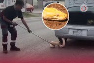 Pitón gigante aparece en el auto de una mujer en Nuevo León