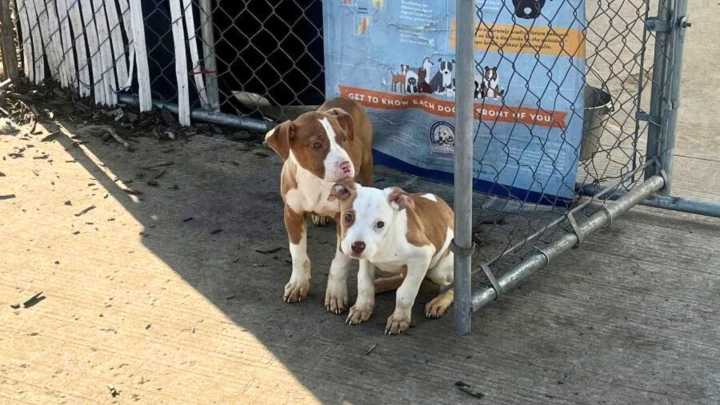 Michigan Volunteer’s Routine Morning Reveals Shivering Puppies Clinging To Each Other In Fear