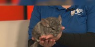 Wild Wednesday: Chinchillas