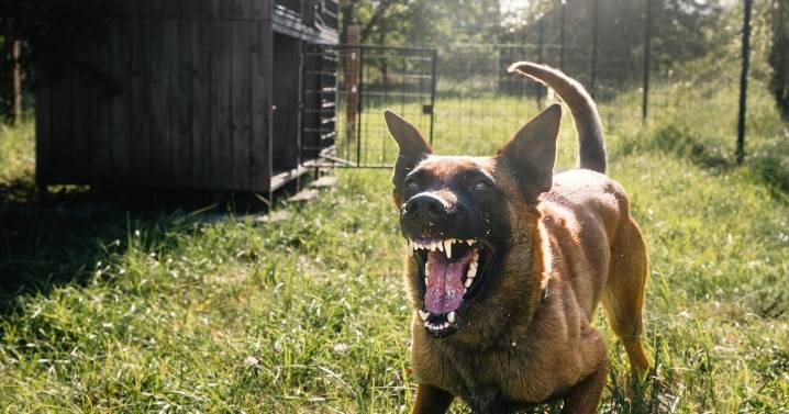 Man 'killed his dog with chainsaw and attacked his wife on the same day'