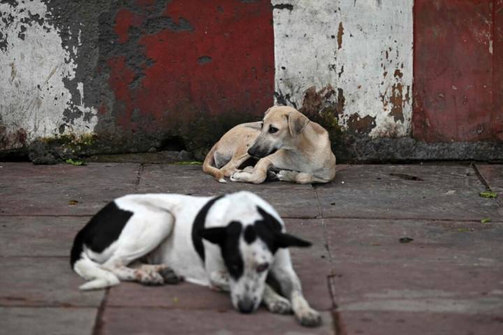 Advocate Nanita Sharma Breaks Down as Supreme Court Orders Removal of Stray Dogs from Schools, Hospitals, and Public Spaces